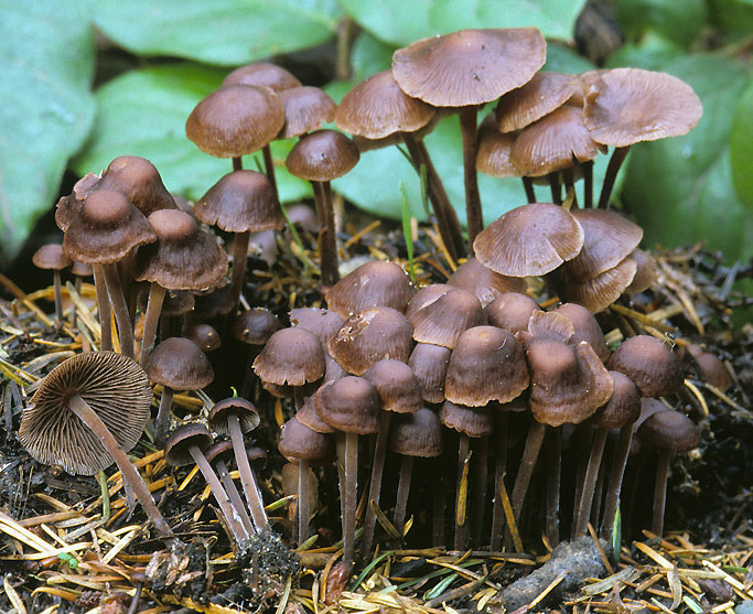Gymnopus fuscopurpureus